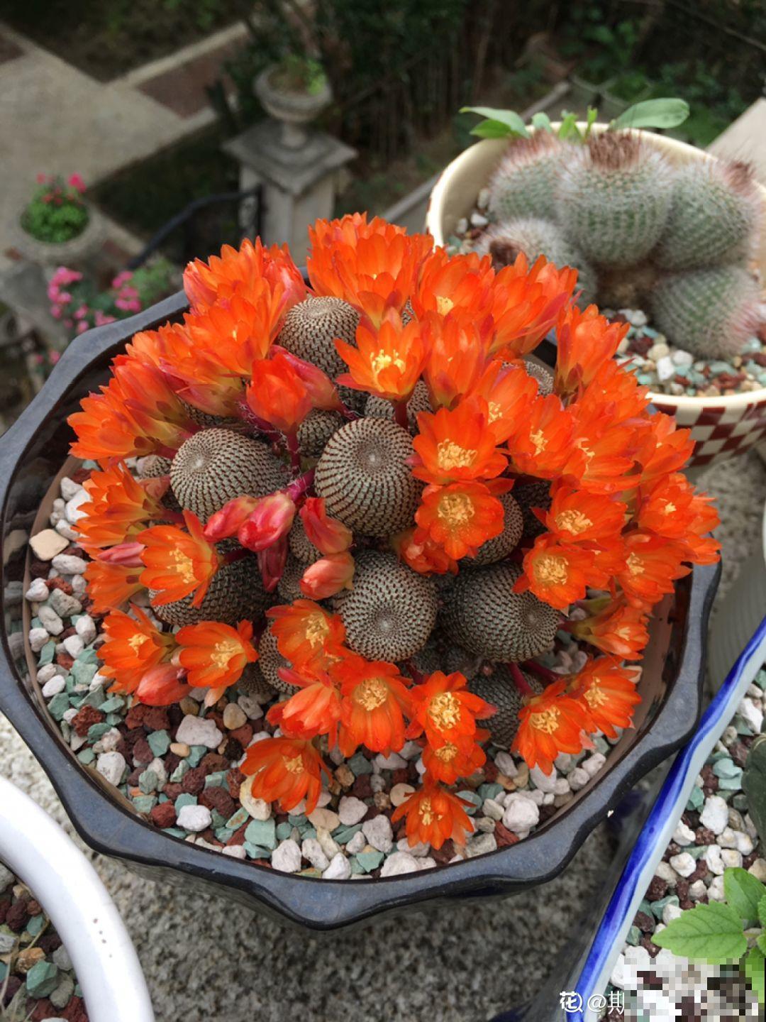 这10种耐旱花，2个月不浇水，叶子反而绿油油！