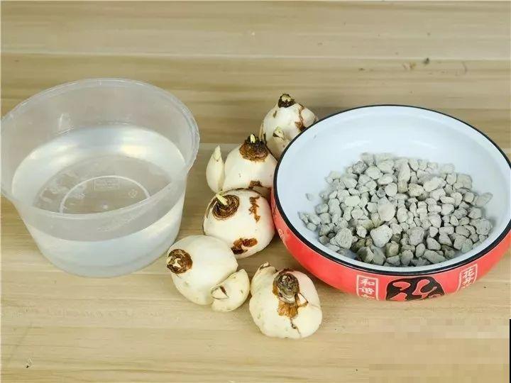 水仙盆里加点它，叶子粗壮不徒长，一个月后就能开花！
