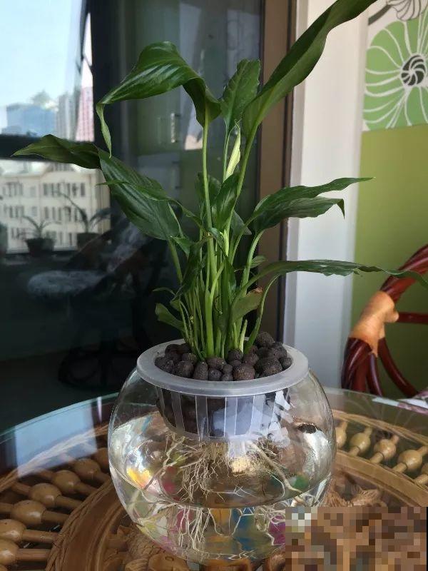 这4种花养在家里，就是一个小型的加湿器，不干不躁真舒服！