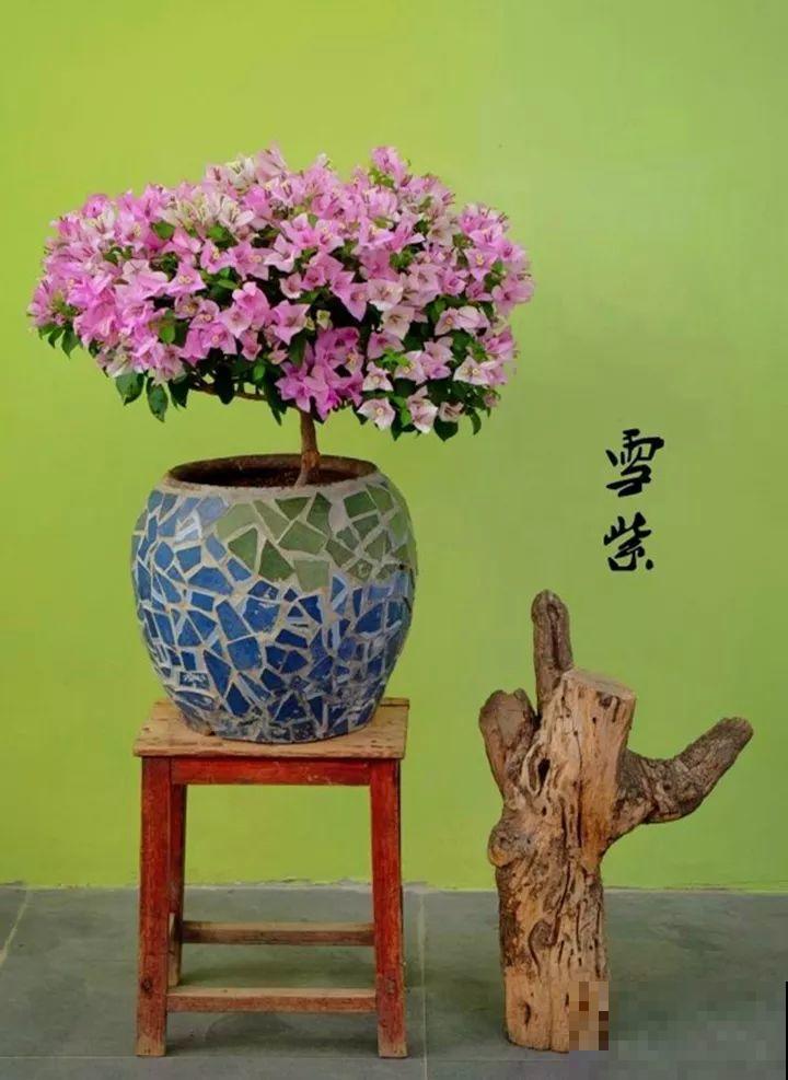 养了5年的三角梅，一长高就砍，终于变成精品老桩！