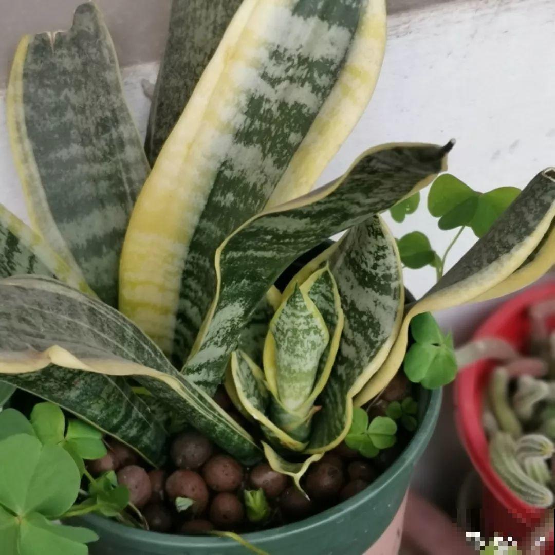 这5种花不抗冻，叶子不是发黄就是发黑，一点精神也没有！