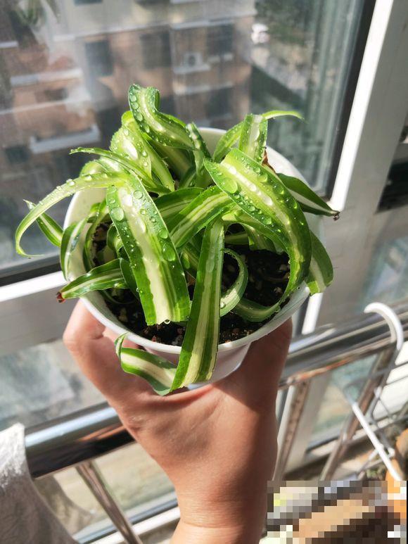 冬季没花养？就养卷叶吊兰，摆在客厅真大气！