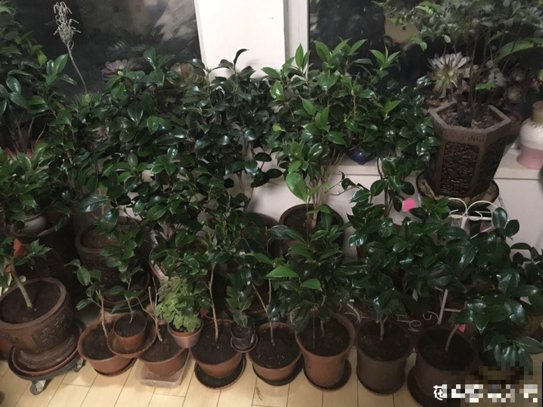 这花想要冬天开，就得狠心剪两刀，满树红花惹人爱！