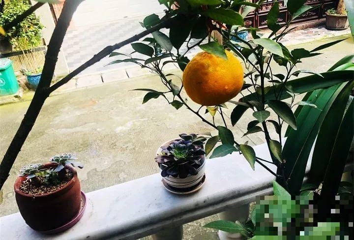5块钱的水果埋土里，半年养成守家树，邻居都想花钱买！