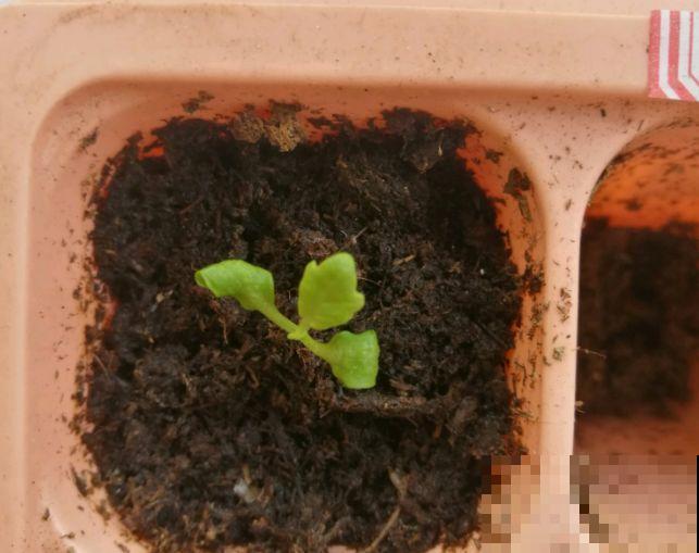 这花品种一年比一年多，五颜六色，新手照样也能养爆盆！