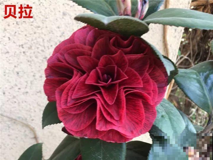这花想要冬天开，就得狠心剪两刀，满树红花惹人爱！