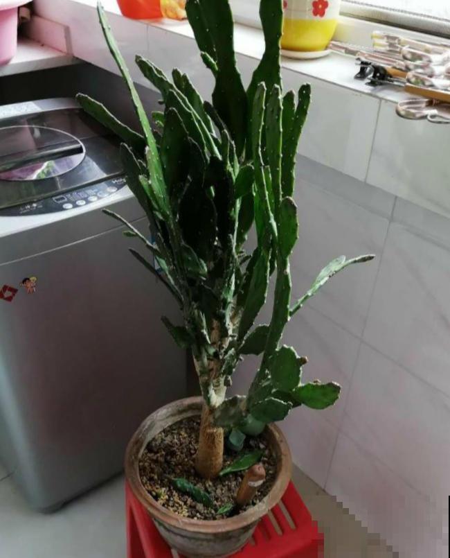 老家一棵仙人掌，长得比2层楼还高，开花满树金黄！