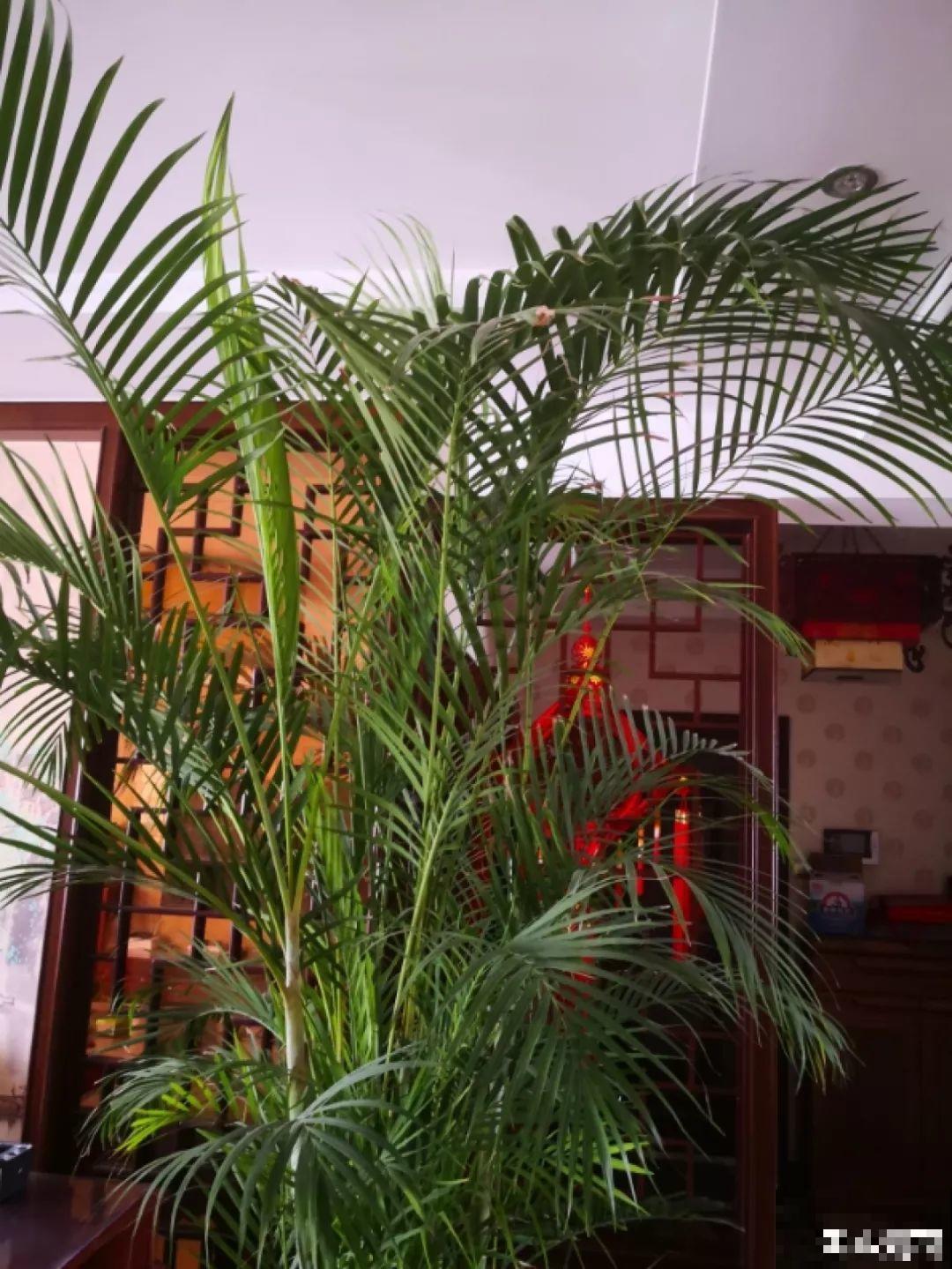 这4种花养在家里，就是一个小型的加湿器，不干不躁真舒服！