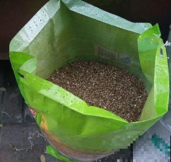 这种多肉专挑冬天上色，现在养一盆，越晒越好看！