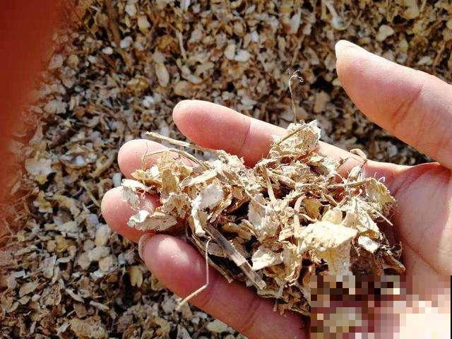 吃剩的栗子壳、瓜子皮别扔，这样塞盆里，过完年就成高级养花土