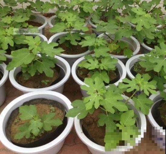 冬季阳台有空余地方，不如栽种点水果，不用花钱就能吃！