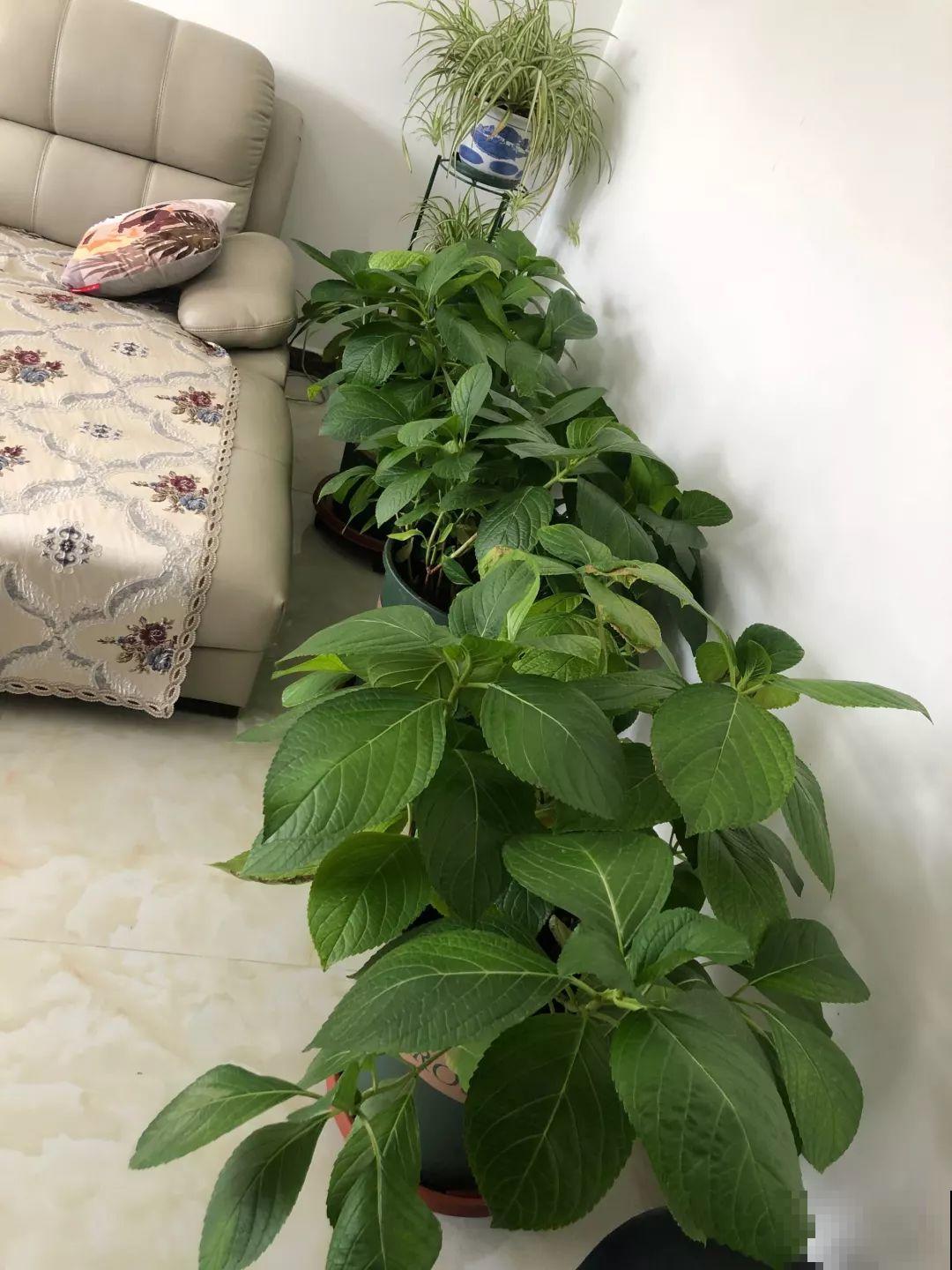 8种花别养老桩，小心老了不开花，变成木疙瘩！