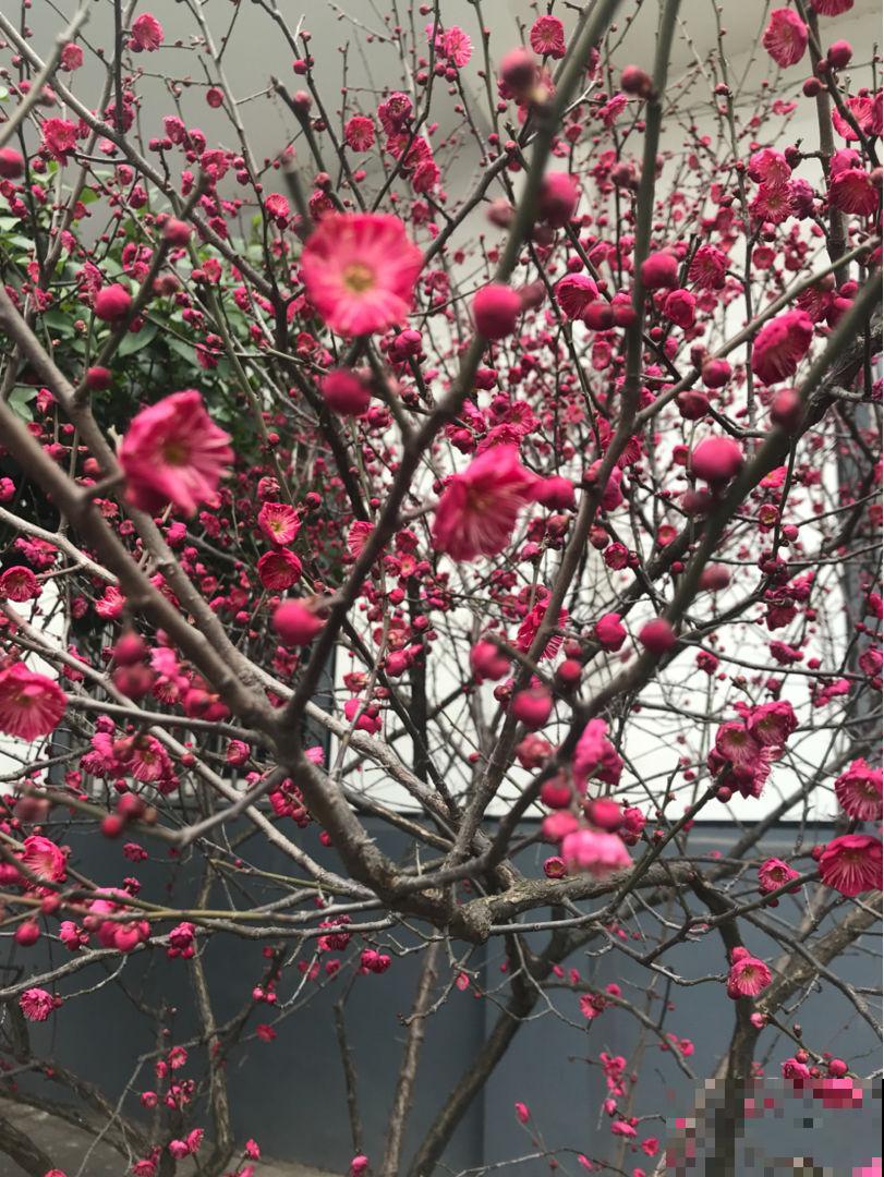 这花不怕冻，零下5度也能开，越冷越爱开花