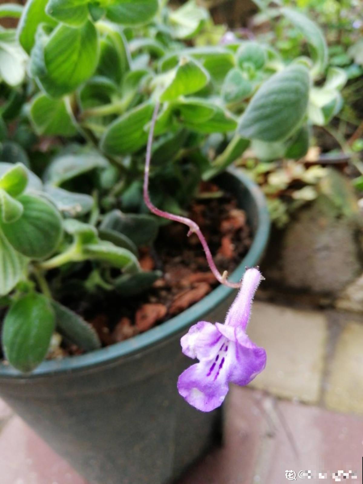 这花全年都在开，满盆开出“海豚花”，新手也能养爆盆