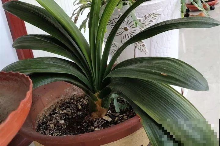 家里植物都这样了，换盆是关键，啥花都能养长久！