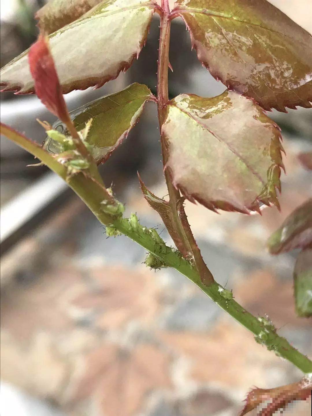浇花的水里加点这种料，壮花还杀虫，太管用了！