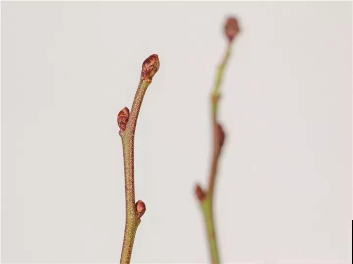 院子里栽棵它，年年结果一箩筐，吃起来真过瘾！