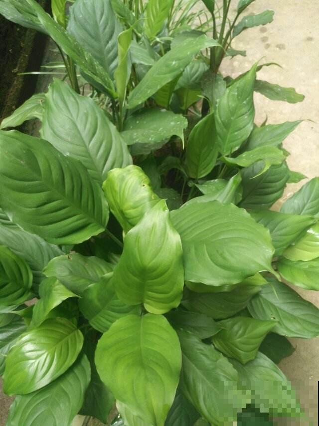 3种寓意好的花，就适合过年养在家里，油绿茂盛易爆盆！