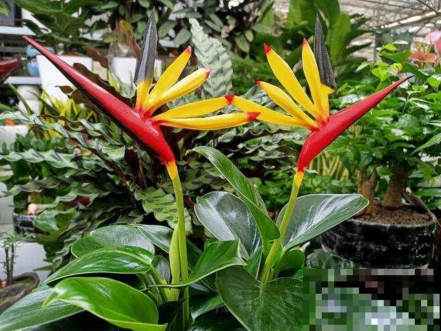 花市的3大骗局，现在了解，过年买花不吃亏
