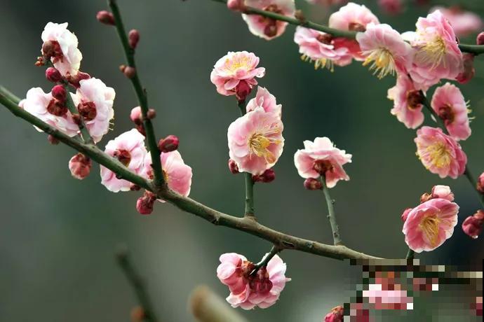 家里有老人，养盆长寿花，身体会越来越好！