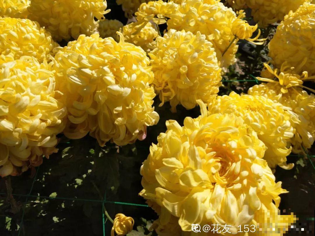 养花的人来到这，美得走不动路，恨不得全搬回家去！