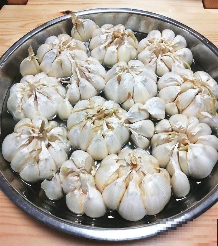 15块的黄金菜，自己在家就能种，成本只要1块钱！