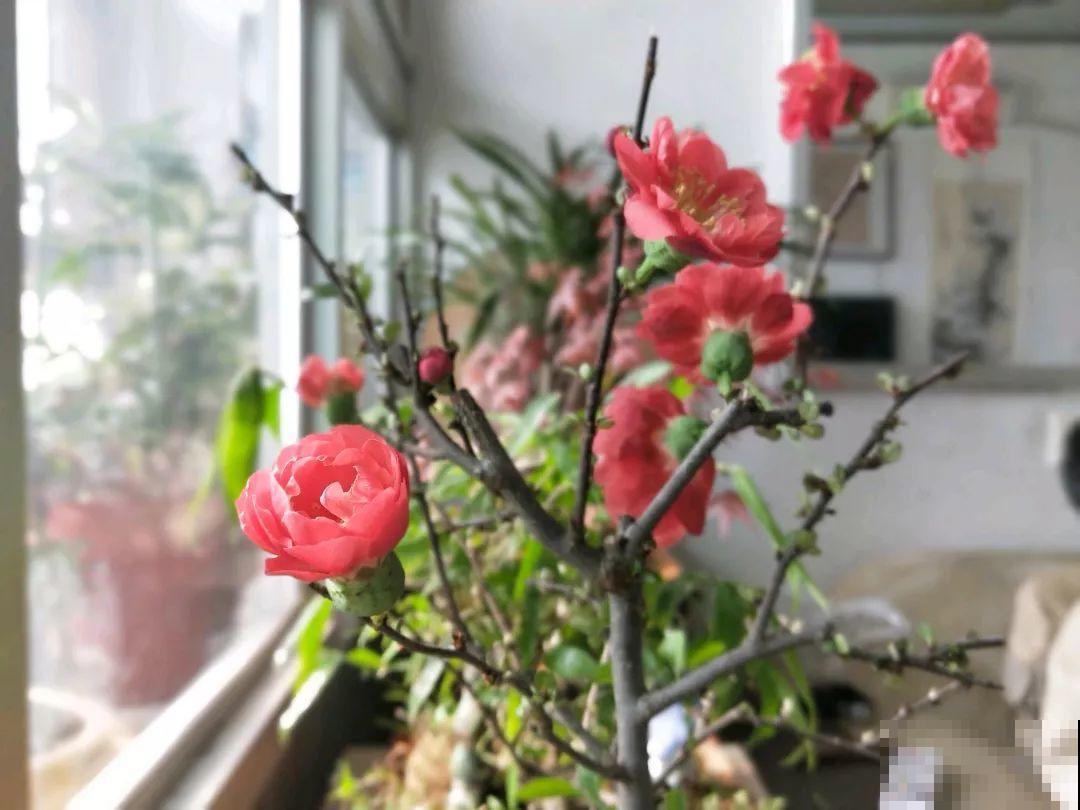 想养好花，就得付出劳动，从开花到结果，无一不是美的！