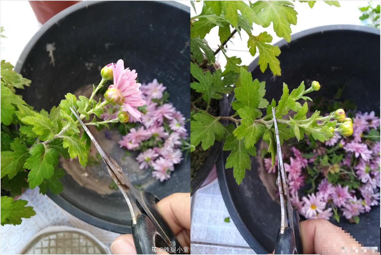 老妈养的菊花，一次开花上千朵，越冷颜色越好看！