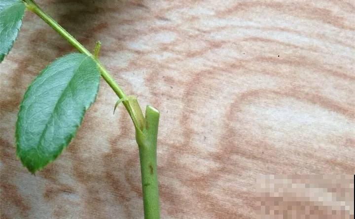 过年了，给花洗个澡，干干净净过新年