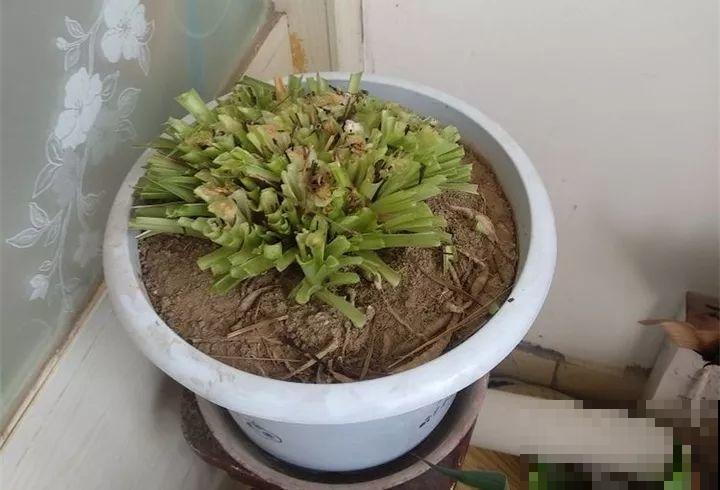 花一黄叶就挂，早治能救活，晚了一片叶子也不剩！