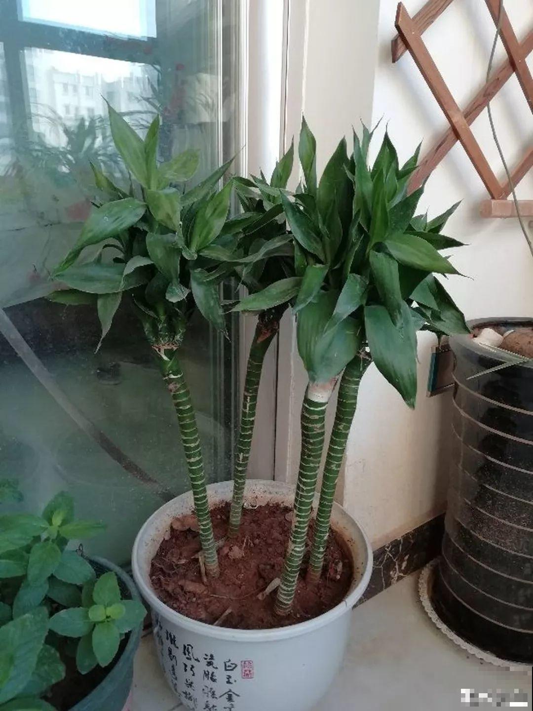 这花10块钱买一把，拿回家2天死翘翘了，真愁人！