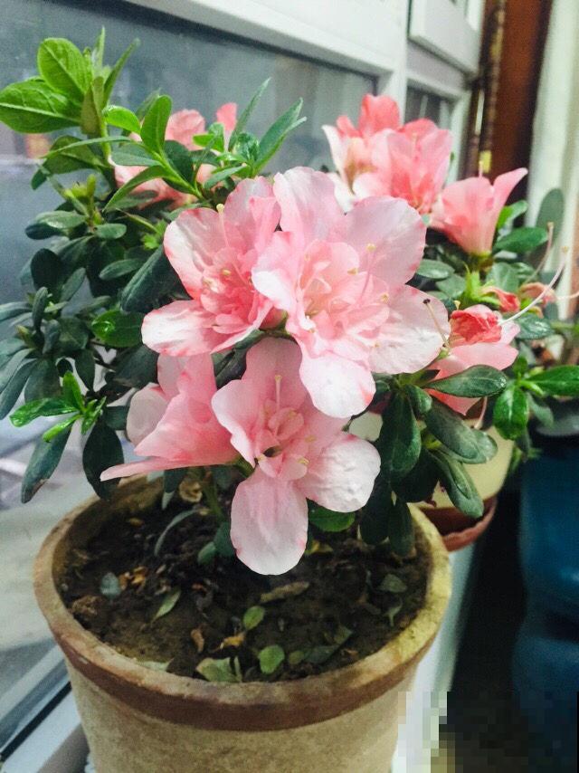 这花就得种在小盆里，盆越小越挤，花长得越旺盛