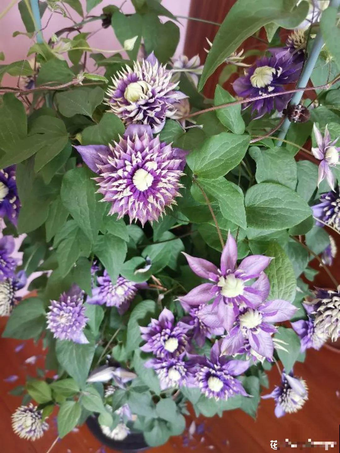 这花还就得现在种，刚好春天发芽，疯长开花成瀑布！