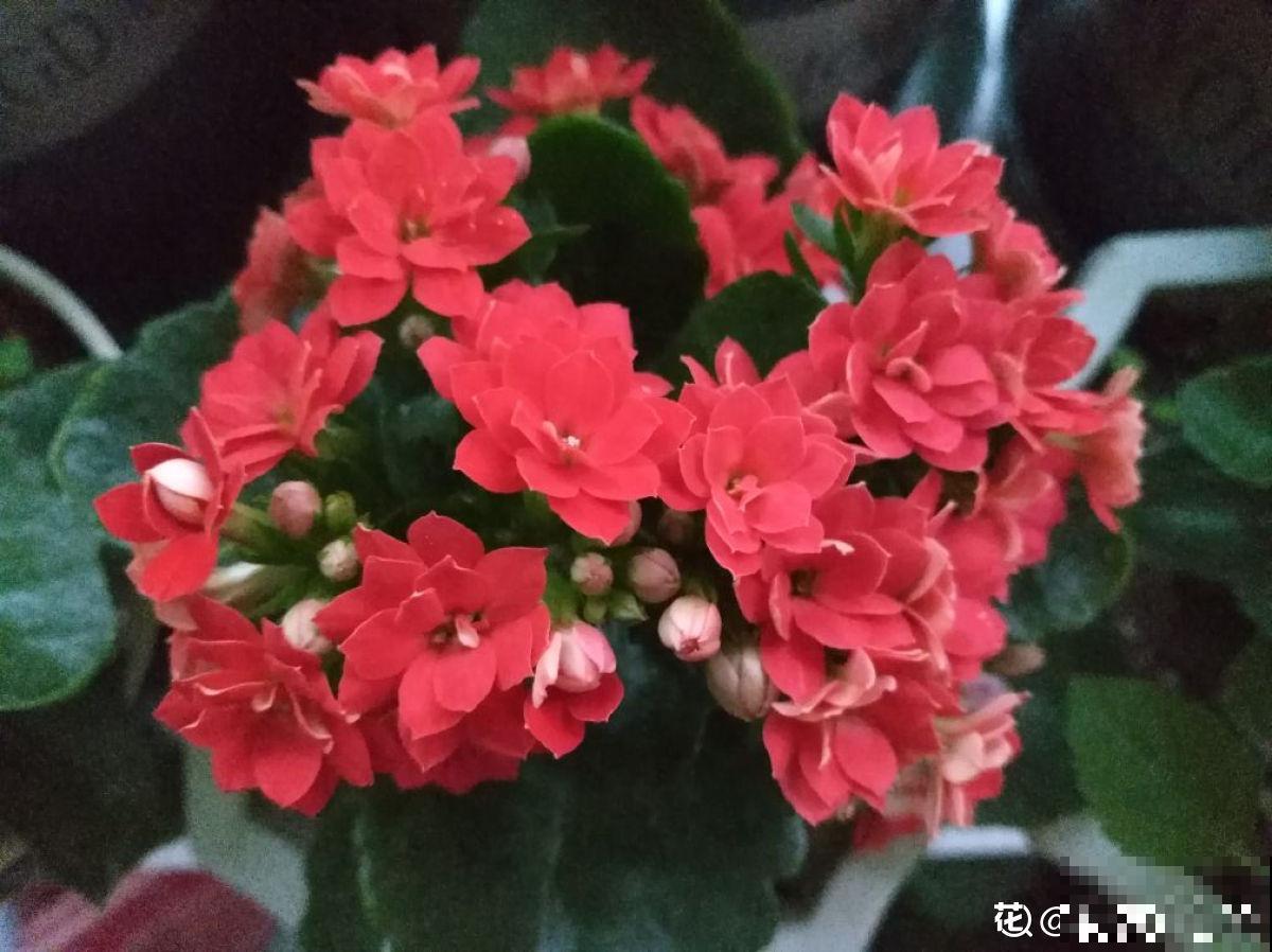 8种花最怕浇水，一浇水就烂根，不浇水反而长得旺！