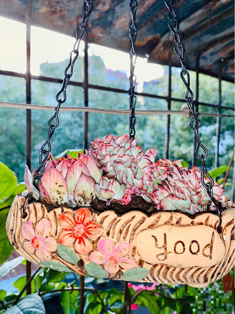 多肉不腐不软，一冬长大三四倍，原来是这么养出来的！