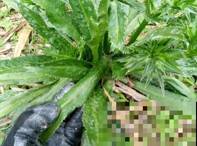 原来香菜也有野生的，长得比野草茂盛，薅一把煲汤鲜香美味！