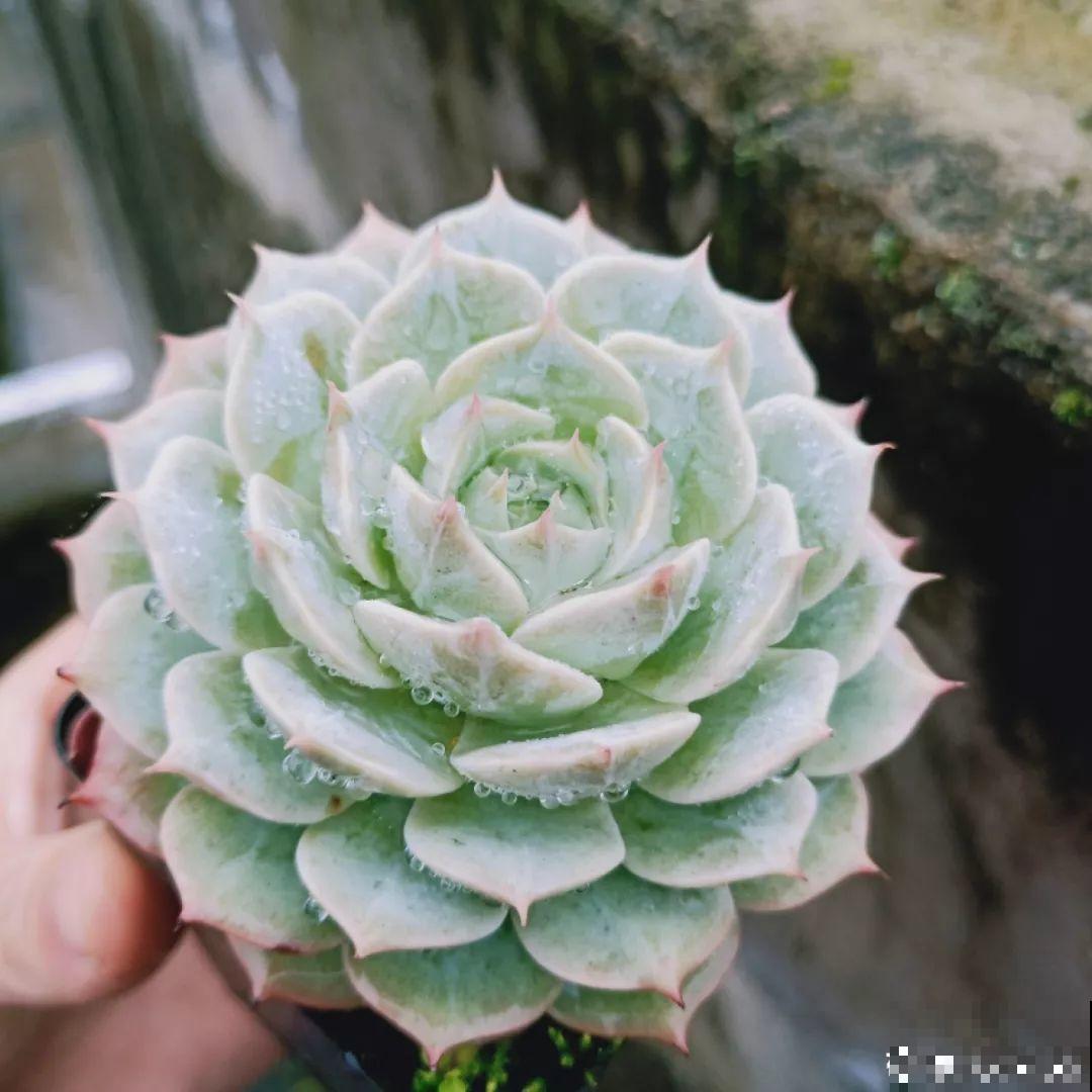 这种多肉，是界内的群生小霸王，长得跟一朵朵小花似的！