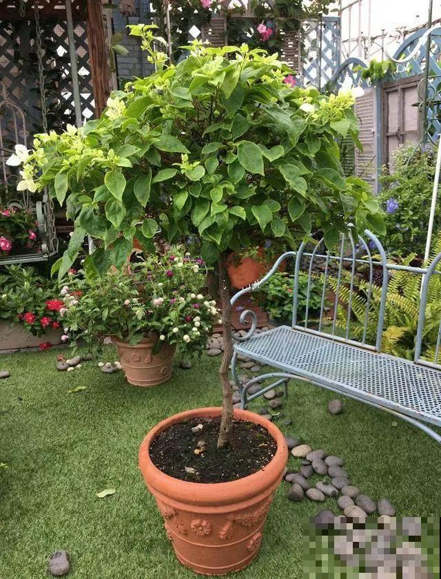 三角梅被他剃成大光杆，结果一开花，变成惊艳的棒棒糖！