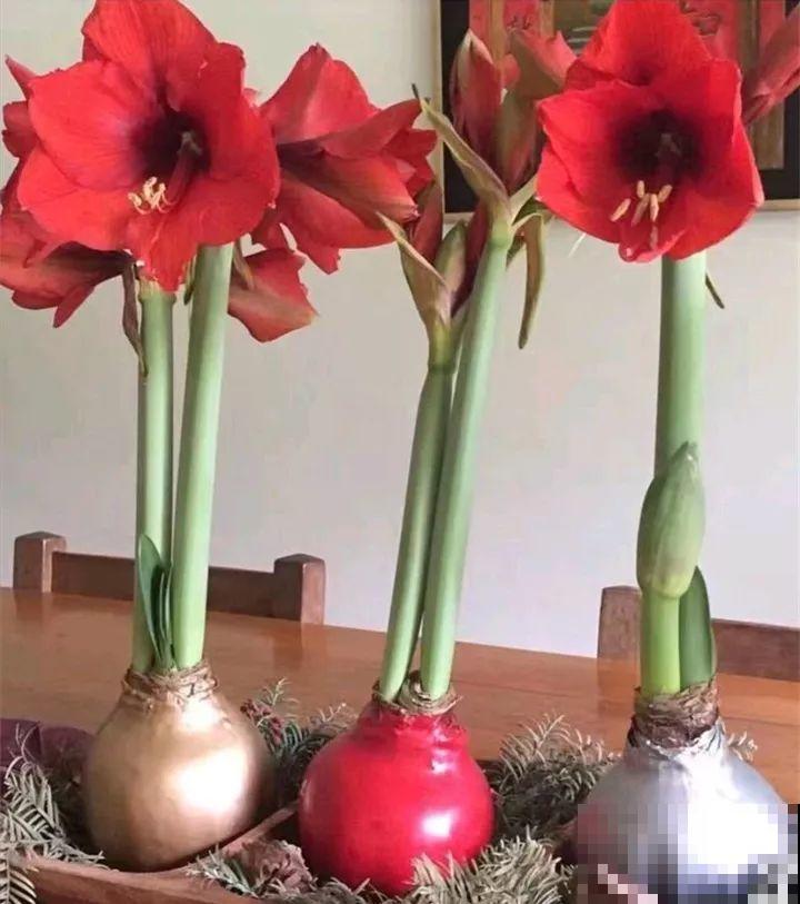 看见这花可别买，忍住，小心被忽悠，花钱买气受！