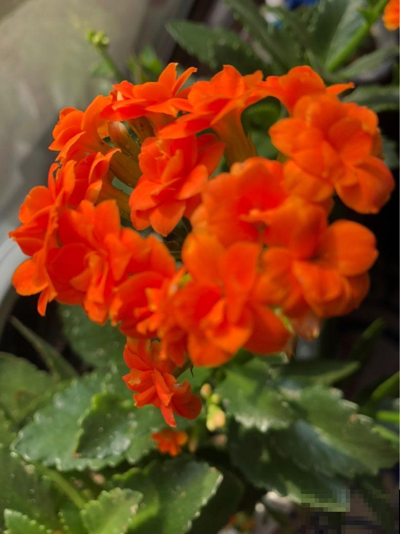 这花就得种在小盆里，盆越小越挤，花长得越旺盛