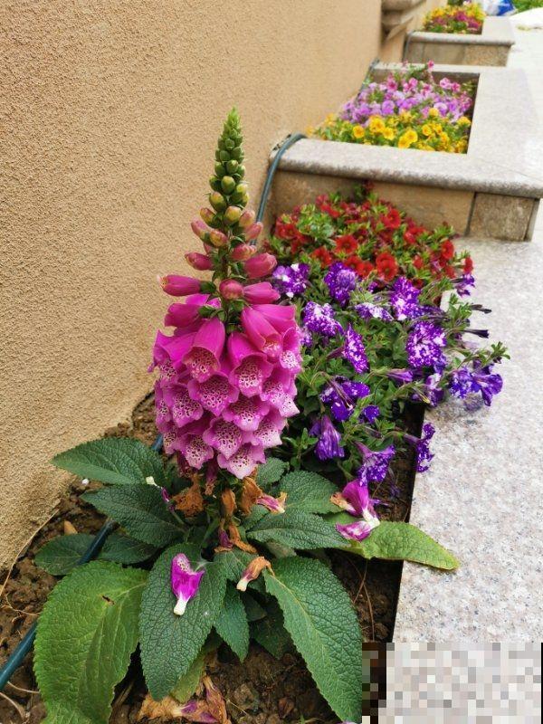 这2种花名字土，开花确实极美，邻居全都被惊艳