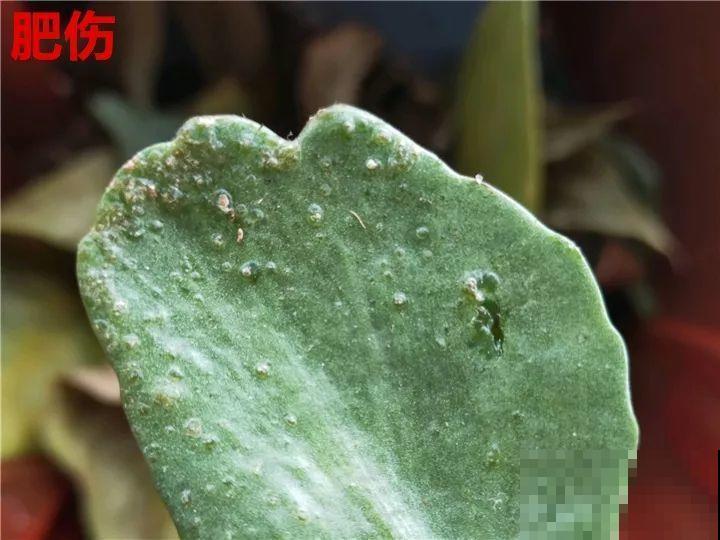 长寿花搬回家，记住“四不要”，免得掉得满地都是花苞！