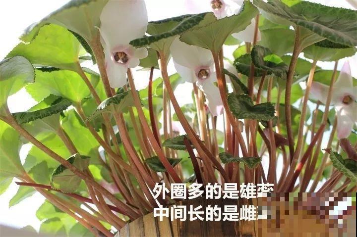 养这花真赚钱，一年能生3麻袋，邻居朋友抢着要！