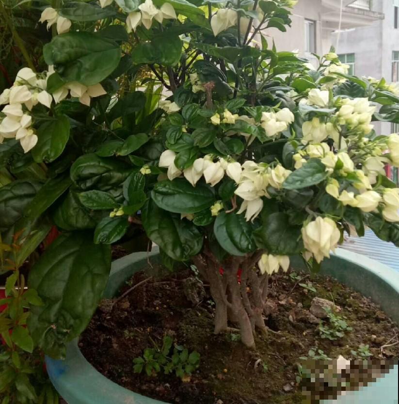这花还能吐小珠子，开花美到爆，一年四季能赏花！