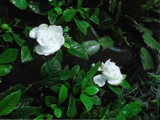 给花喝点“酸酸水”，新叶很快冒出来，绿油油的很旺盛！