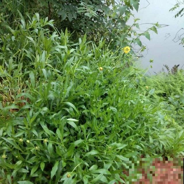 这野菊花种一棵冒出10棵，把它名字能读对的，都是顶级文化人！