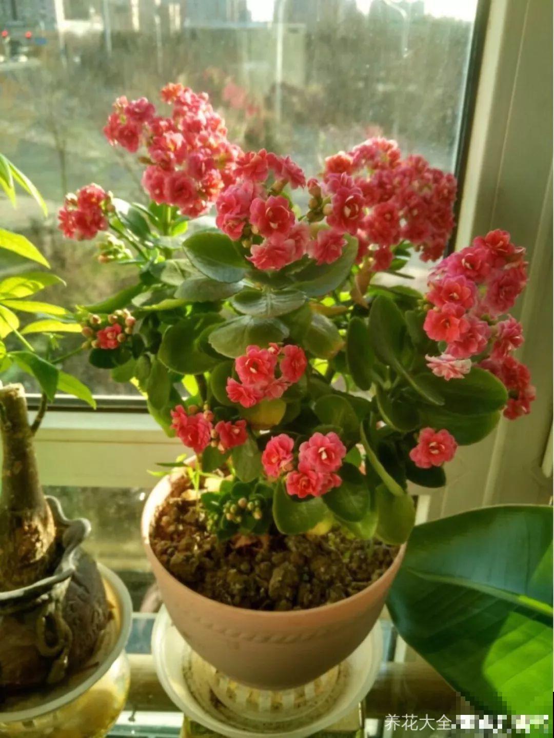 这10种耐旱花，2个月不浇水，叶子反而绿油油！