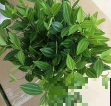 钻石翡翠太美了！这样养一养，想不开花都难！