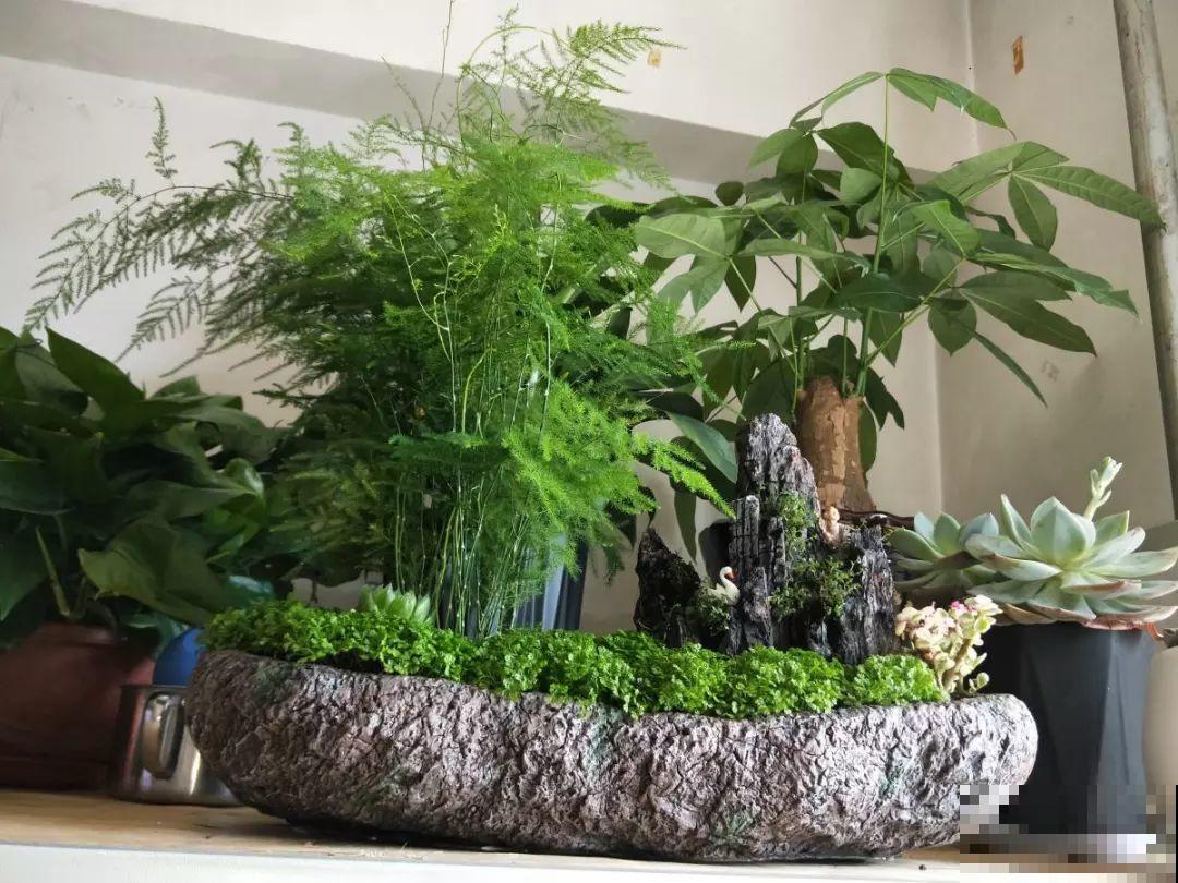养这花别心软，遇到黄叶狠心剪，越剪长得越快！
