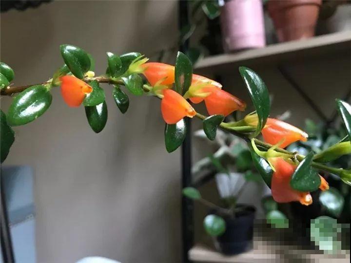 20种花再冷也不怕，过年正好开花，现在养还来得及！
